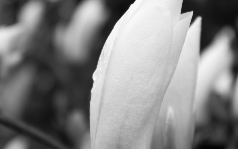 Magnolienblüte